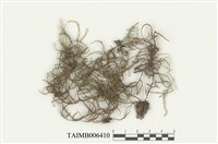 藏品(毛枝苔)的圖片